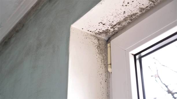 Mold Testing and Removal in Sunriver, OR